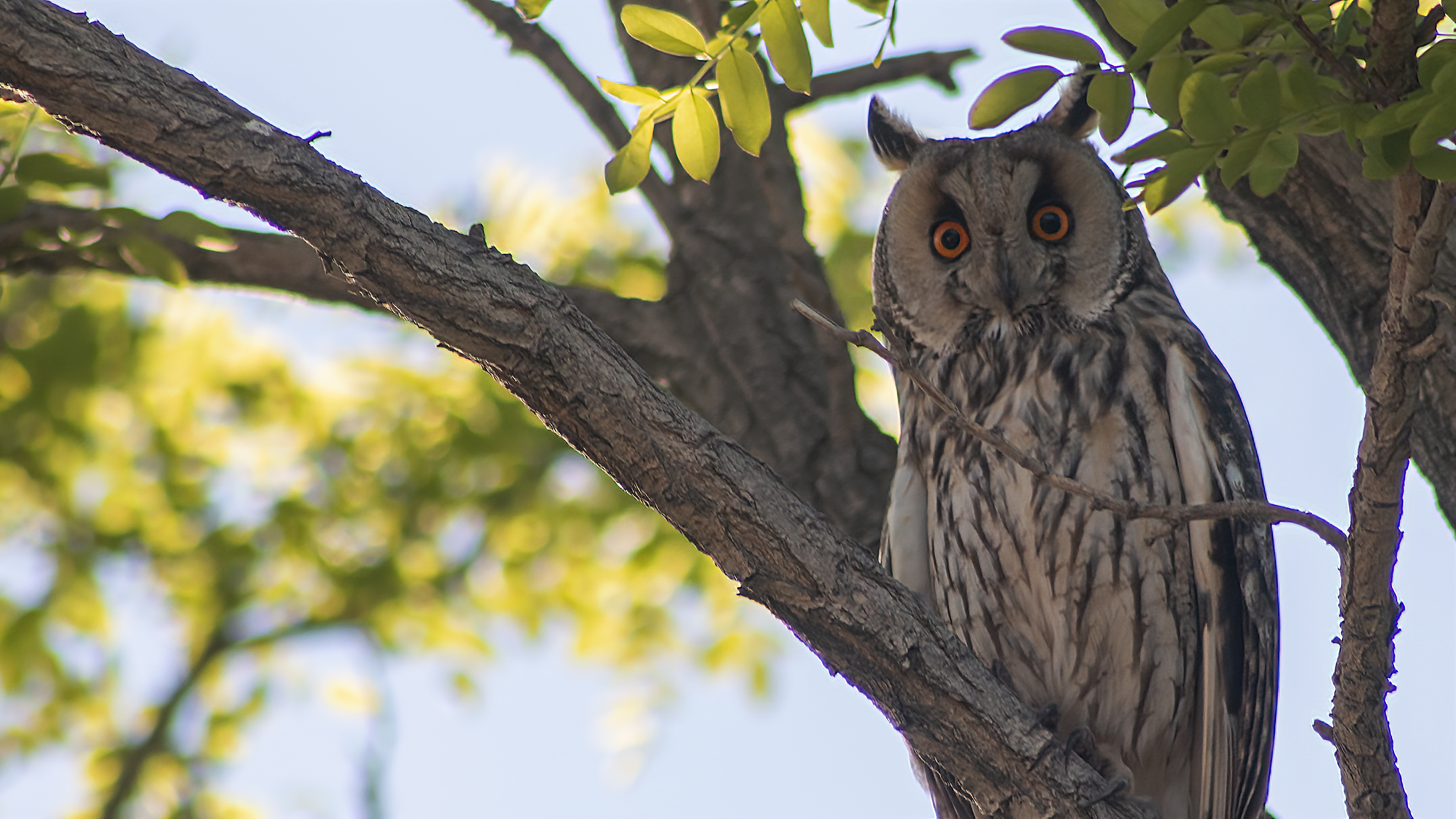 Long-eared Owl